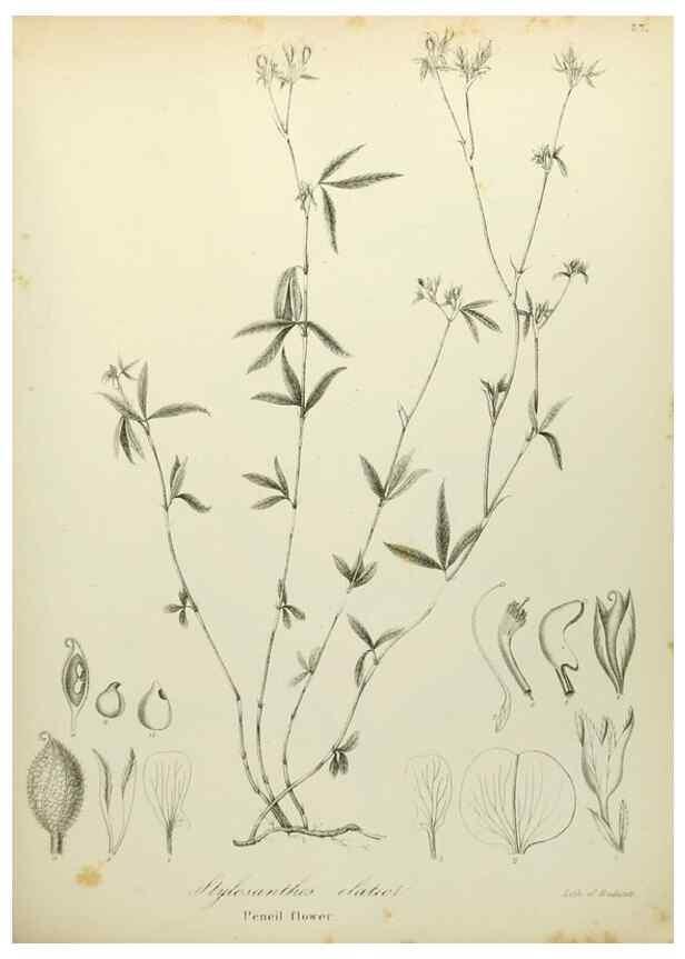 Reproducción/Reproduction 49122643266: A flora of the State of New-York, comprising full descriptions of all the indigenous and naturalized plants hitherto discovered in the state;. Albany,Carroll and Cook, Printers to the Assembly,1843.. 