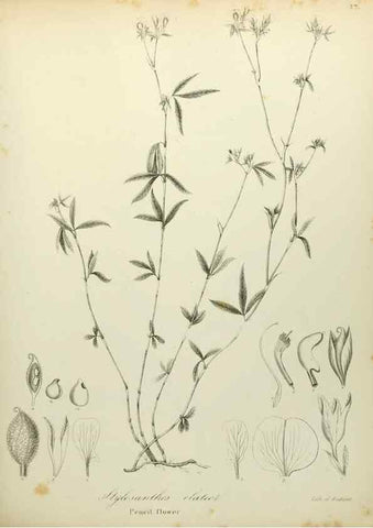Reproducción/Reproduction 49122643266: A flora of the State of New-York, comprising full descriptions of all the indigenous and naturalized plants hitherto discovered in the state;. Albany,Carroll and Cook, Printers to the Assembly,1843.. 