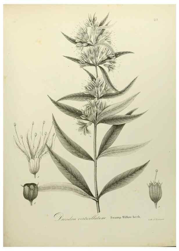 Reproducción/Reproduction 49122830512: A flora of the State of New-York, comprising full descriptions of all the indigenous and naturalized plants hitherto discovered in the state;. Albany,Carroll and Cook, Printers to the Assembly,1843.. 