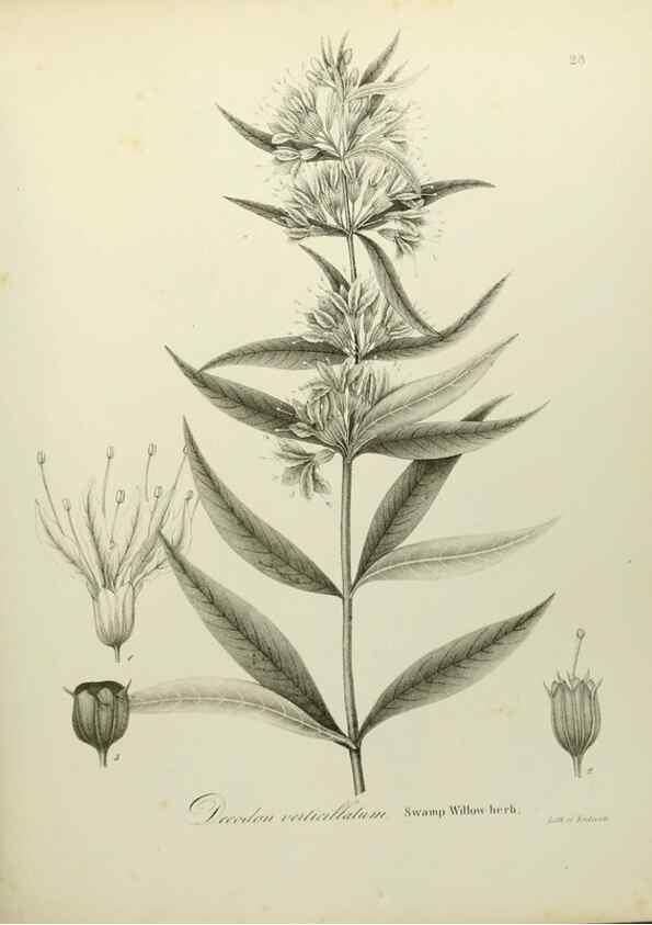 Reproducción/Reproduction 49122830512: A flora of the State of New-York, comprising full descriptions of all the indigenous and naturalized plants hitherto discovered in the state;. Albany,Carroll and Cook, Printers to the Assembly,1843.. 