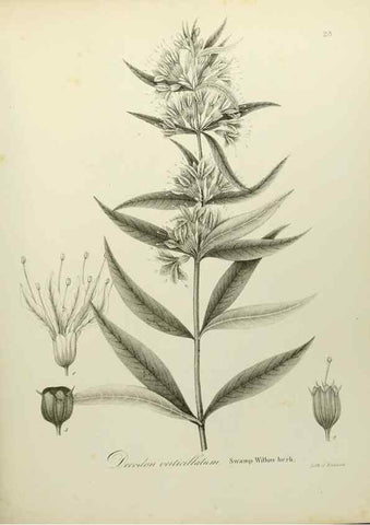 Reproducción/Reproduction 49122830512: A flora of the State of New-York, comprising full descriptions of all the indigenous and naturalized plants hitherto discovered in the state;. Albany,Carroll and Cook, Printers to the Assembly,1843.. 