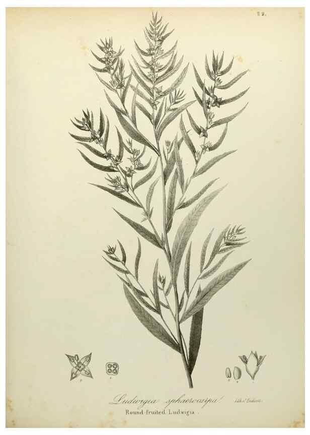Reproducción/Reproduction 49122142153: A flora of the State of New-York, comprising full descriptions of all the indigenous and naturalized plants hitherto discovered in the state;. Albany,Carroll and Cook, Printers to the Assembly,1843.. 