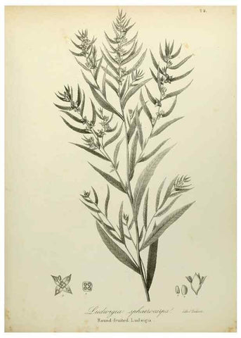 Reproducción/Reproduction 49122142153: A flora of the State of New-York, comprising full descriptions of all the indigenous and naturalized plants hitherto discovered in the state;. Albany,Carroll and Cook, Printers to the Assembly,1843.. 