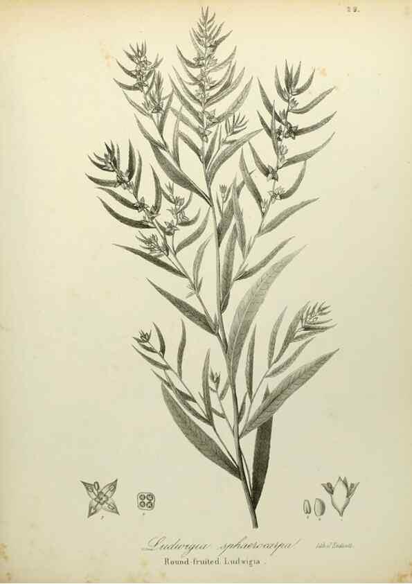 Reproducción/Reproduction 49122142153: A flora of the State of New-York, comprising full descriptions of all the indigenous and naturalized plants hitherto discovered in the state;. Albany,Carroll and Cook, Printers to the Assembly,1843.. 