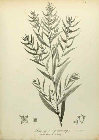 Reproducción/Reproduction 49122142153: A flora of the State of New-York, comprising full descriptions of all the indigenous and naturalized plants hitherto discovered in the state;. Albany,Carroll and Cook, Printers to the Assembly,1843.. 