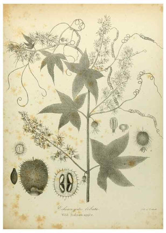 Reproducción/Reproduction 49122645136: A flora of the State of New-York, comprising full descriptions of all the indigenous and naturalized plants hitherto discovered in the state;. Albany,Carroll and Cook, Printers to the Assembly,1843.. 