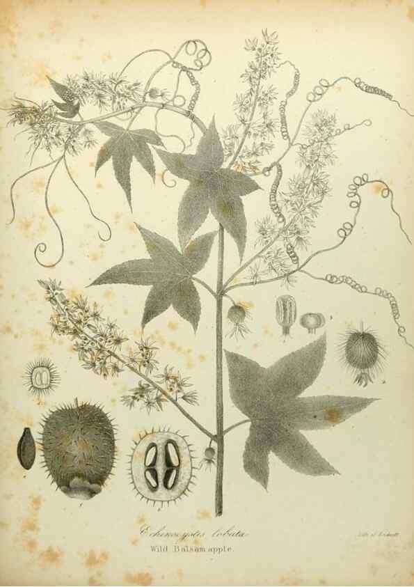 Reproducción/Reproduction 49122645136: A flora of the State of New-York, comprising full descriptions of all the indigenous and naturalized plants hitherto discovered in the state;. Albany,Carroll and Cook, Printers to the Assembly,1843.. 