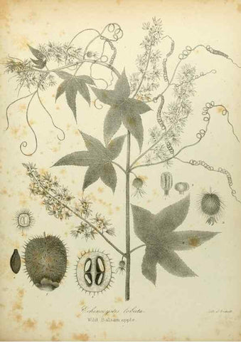 Reproducción/Reproduction 49122645136: A flora of the State of New-York, comprising full descriptions of all the indigenous and naturalized plants hitherto discovered in the state;. Albany,Carroll and Cook, Printers to the Assembly,1843.. 