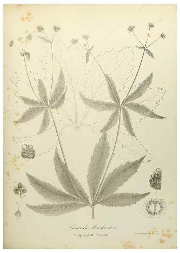 Reproducción/Reproduction 49122142763: A flora of the State of New-York, comprising full descriptions of all the indigenous and naturalized plants hitherto discovered in the state;. Albany,Carroll and Cook, Printers to the Assembly,1843.. 