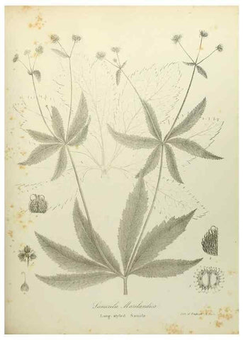 Reproducción/Reproduction 49122142763: A flora of the State of New-York, comprising full descriptions of all the indigenous and naturalized plants hitherto discovered in the state;. Albany,Carroll and Cook, Printers to the Assembly,1843.. 
