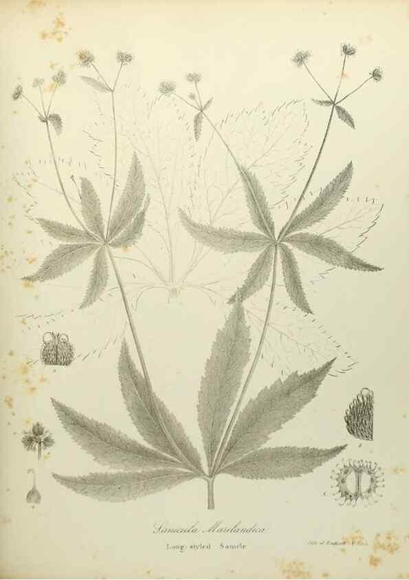 Reproducción/Reproduction 49122142763: A flora of the State of New-York, comprising full descriptions of all the indigenous and naturalized plants hitherto discovered in the state;. Albany,Carroll and Cook, Printers to the Assembly,1843.. 