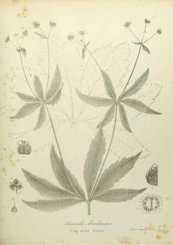 Reproducción/Reproduction 49122142763: A flora of the State of New-York, comprising full descriptions of all the indigenous and naturalized plants hitherto discovered in the state;. Albany,Carroll and Cook, Printers to the Assembly,1843.. 