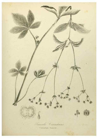 Reproducción/Reproduction 49122832767: A flora of the State of New-York, comprising full descriptions of all the indigenous and naturalized plants hitherto discovered in the state;. Albany,Carroll and Cook, Printers to the Assembly,1843.. 