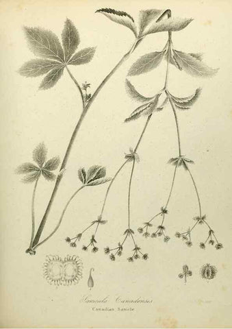 Reproducción/Reproduction 49122832767: A flora of the State of New-York, comprising full descriptions of all the indigenous and naturalized plants hitherto discovered in the state;. Albany,Carroll and Cook, Printers to the Assembly,1843.. 