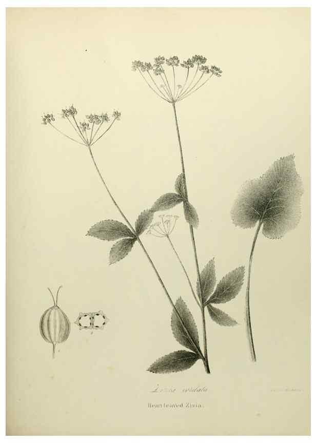 Reproducción/Reproduction 49122833072: A flora of the State of New-York, comprising full descriptions of all the indigenous and naturalized plants hitherto discovered in the state;. Albany,Carroll and Cook, Printers to the Assembly,1843.. 