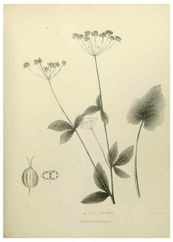 Reproducción/Reproduction 49122833072: A flora of the State of New-York, comprising full descriptions of all the indigenous and naturalized plants hitherto discovered in the state;. Albany,Carroll and Cook, Printers to the Assembly,1843.. 