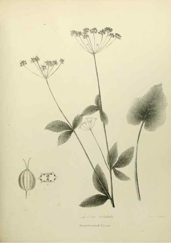 Reproducción/Reproduction 49122833072: A flora of the State of New-York, comprising full descriptions of all the indigenous and naturalized plants hitherto discovered in the state;. Albany,Carroll and Cook, Printers to the Assembly,1843.. 