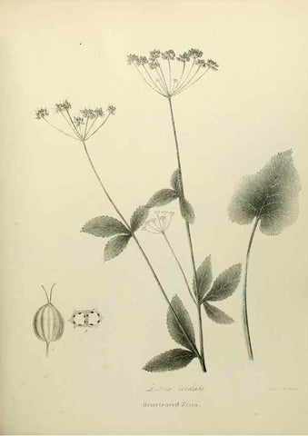 Reproducción/Reproduction 49122833072: A flora of the State of New-York, comprising full descriptions of all the indigenous and naturalized plants hitherto discovered in the state;. Albany,Carroll and Cook, Printers to the Assembly,1843.. 