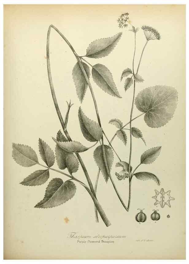 Reproducción/Reproduction 49122833407: A flora of the State of New-York, comprising full descriptions of all the indigenous and naturalized plants hitherto discovered in the state;. Albany,Carroll and Cook, Printers to the Assembly,1843.. 