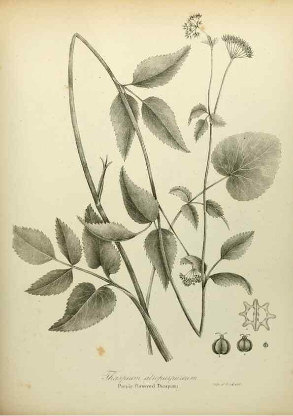 Reproducción/Reproduction 49122833407: A flora of the State of New-York, comprising full descriptions of all the indigenous and naturalized plants hitherto discovered in the state;. Albany,Carroll and Cook, Printers to the Assembly,1843.. 
