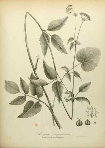 Reproducción/Reproduction 49122833407: A flora of the State of New-York, comprising full descriptions of all the indigenous and naturalized plants hitherto discovered in the state;. Albany,Carroll and Cook, Printers to the Assembly,1843.. 