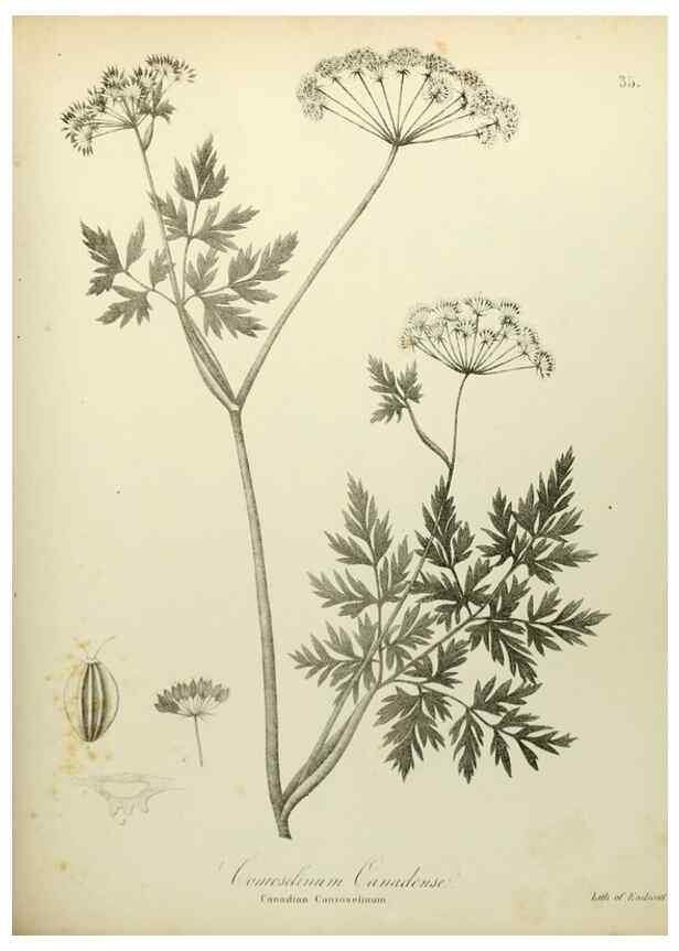 Reproducción/Reproduction 49122646676: A flora of the State of New-York, comprising full descriptions of all the indigenous and naturalized plants hitherto discovered in the state;. Albany,Carroll and Cook, Printers to the Assembly,1843.. 