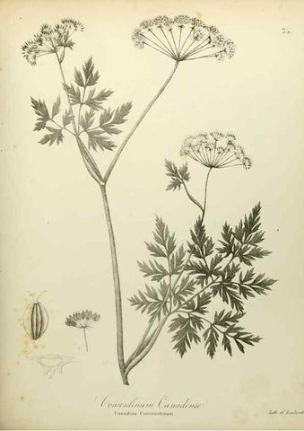Reproducción/Reproduction 49122646676: A flora of the State of New-York, comprising full descriptions of all the indigenous and naturalized plants hitherto discovered in the state;. Albany,Carroll and Cook, Printers to the Assembly,1843.. 