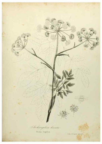 Reproducción/Reproduction 49122833952: A flora of the State of New-York, comprising full descriptions of all the indigenous and naturalized plants hitherto discovered in the state;. Albany,Carroll and Cook, Printers to the Assembly,1843.. 