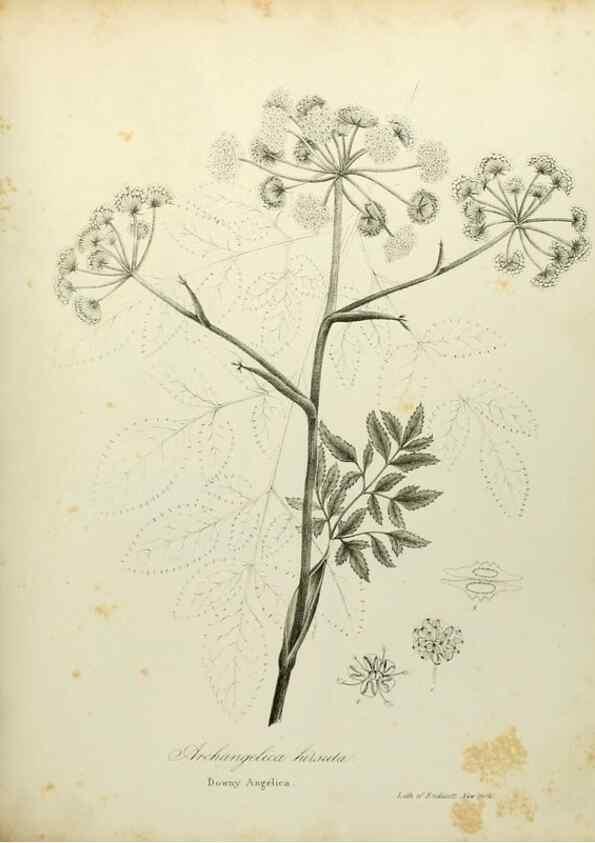 Reproducción/Reproduction 49122833952: A flora of the State of New-York, comprising full descriptions of all the indigenous and naturalized plants hitherto discovered in the state;. Albany,Carroll and Cook, Printers to the Assembly,1843.. 