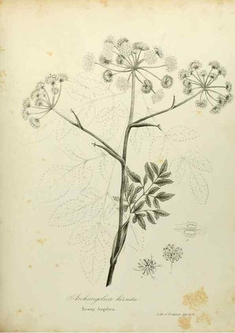 Reproducción/Reproduction 49122833952: A flora of the State of New-York, comprising full descriptions of all the indigenous and naturalized plants hitherto discovered in the state;. Albany,Carroll and Cook, Printers to the Assembly,1843.. 