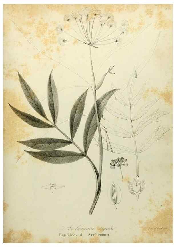 Reproducción/Reproduction 49122144528: A flora of the State of New-York, comprising full descriptions of all the indigenous and naturalized plants hitherto discovered in the state;. Albany,Carroll and Cook, Printers to the Assembly,1843.. 