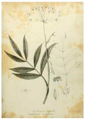 Reproducción/Reproduction 49122144528: A flora of the State of New-York, comprising full descriptions of all the indigenous and naturalized plants hitherto discovered in the state;. Albany,Carroll and Cook, Printers to the Assembly,1843.. 