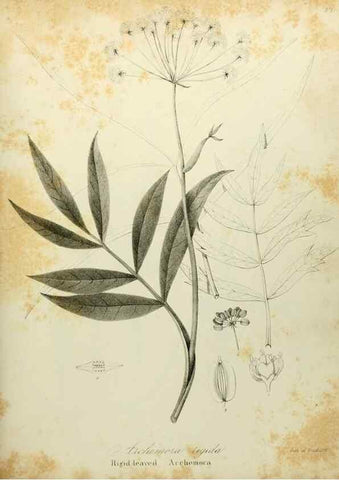 Reproducción/Reproduction 49122144528: A flora of the State of New-York, comprising full descriptions of all the indigenous and naturalized plants hitherto discovered in the state;. Albany,Carroll and Cook, Printers to the Assembly,1843.. 