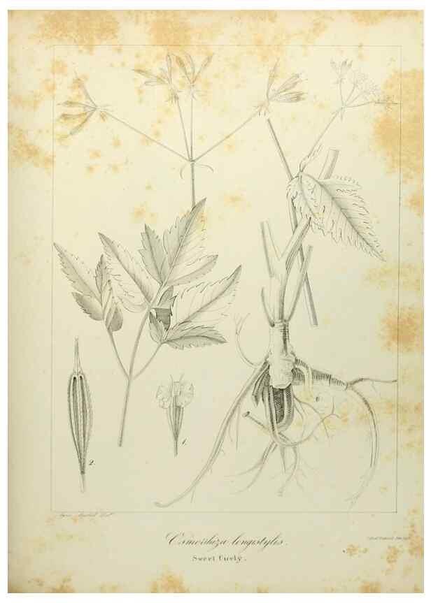 Reproducción/Reproduction 49122144978: A flora of the State of New-York, comprising full descriptions of all the indigenous and naturalized plants hitherto discovered in the state;. Albany,Carroll and Cook, Printers to the Assembly,1843.. 