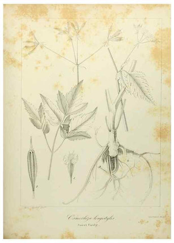 Reproducción/Reproduction 49122144978: A flora of the State of New-York, comprising full descriptions of all the indigenous and naturalized plants hitherto discovered in the state;. Albany,Carroll and Cook, Printers to the Assembly,1843.. 