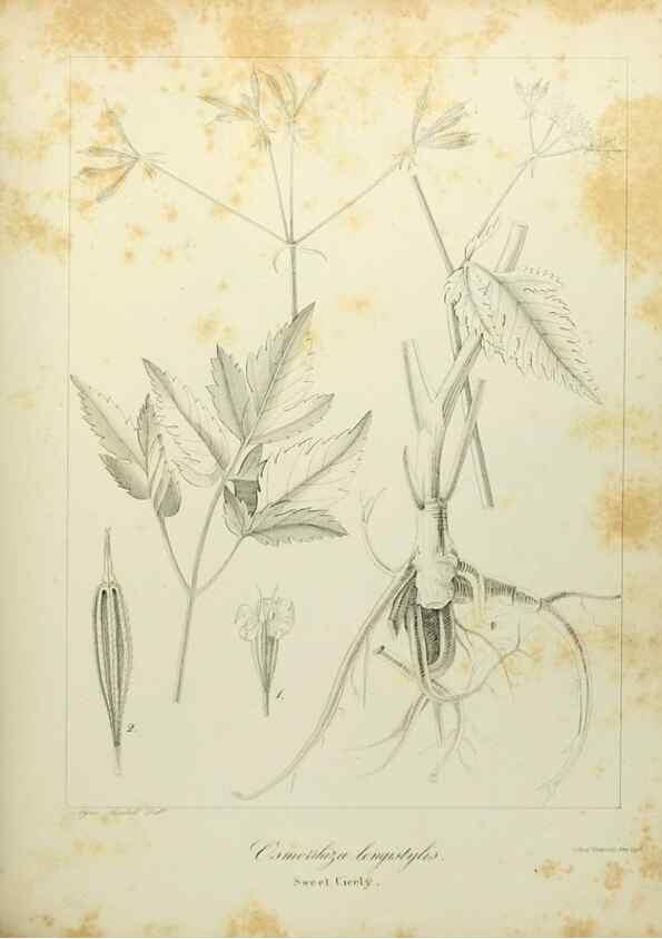 Reproducción/Reproduction 49122144978: A flora of the State of New-York, comprising full descriptions of all the indigenous and naturalized plants hitherto discovered in the state;. Albany,Carroll and Cook, Printers to the Assembly,1843.. 