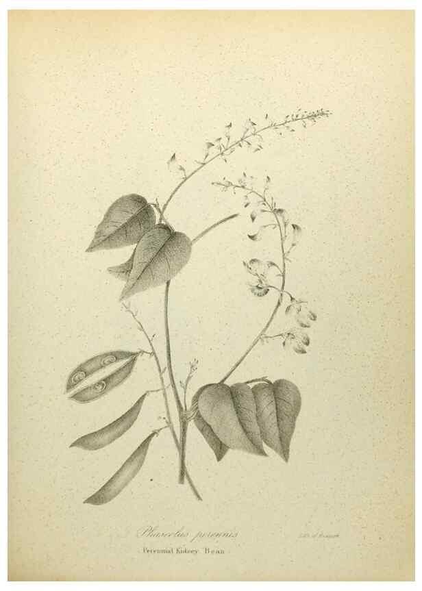 Reproducción/Reproduction 49122139038: A flora of the State of New-York, comprising full descriptions of all the indigenous and naturalized plants hitherto discovered in the state;. Albany,Carroll and Cook, Printers to the Assembly,1843.. 