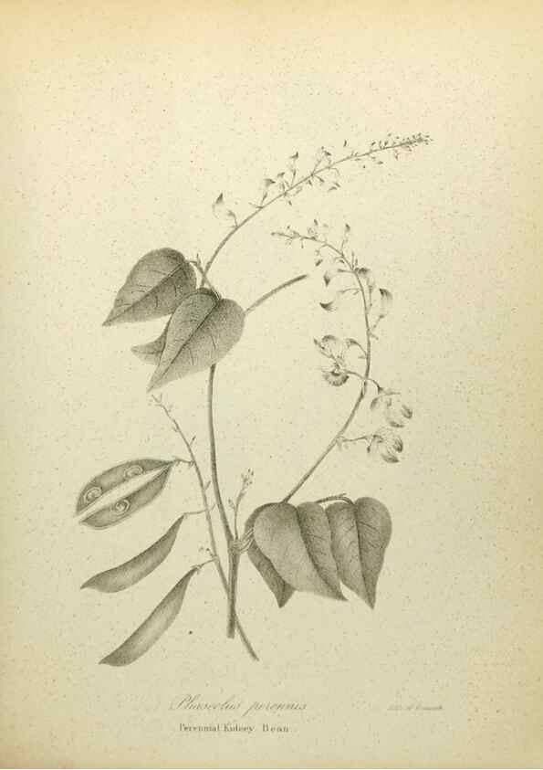 Reproducción/Reproduction 49122139038: A flora of the State of New-York, comprising full descriptions of all the indigenous and naturalized plants hitherto discovered in the state;. Albany,Carroll and Cook, Printers to the Assembly,1843.. 