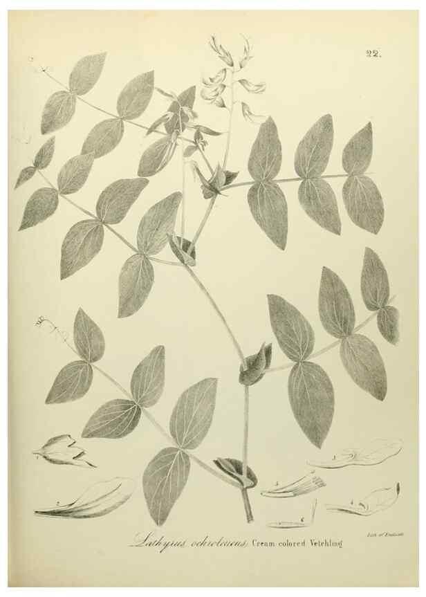 Reproducción/Reproduction 49122138753: A flora of the State of New-York, comprising full descriptions of all the indigenous and naturalized plants hitherto discovered in the state;. Albany,Carroll and Cook, Printers to the Assembly,1843.. 