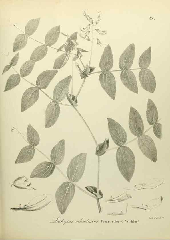 Reproducción/Reproduction 49122138753: A flora of the State of New-York, comprising full descriptions of all the indigenous and naturalized plants hitherto discovered in the state;. Albany,Carroll and Cook, Printers to the Assembly,1843.. 