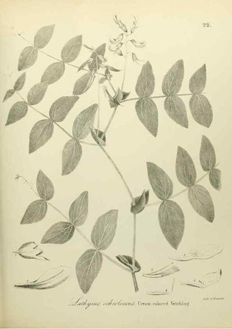 Reproducción/Reproduction 49122138753: A flora of the State of New-York, comprising full descriptions of all the indigenous and naturalized plants hitherto discovered in the state;. Albany,Carroll and Cook, Printers to the Assembly,1843.. 