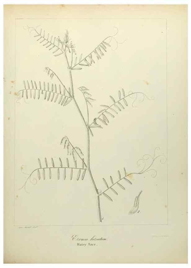 Reproducción/Reproduction 49122138443: A flora of the State of New-York, comprising full descriptions of all the indigenous and naturalized plants hitherto discovered in the state;. Albany,Carroll and Cook, Printers to the Assembly,1843.. 