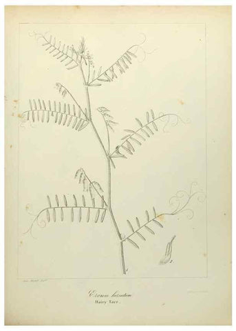 Reproducción/Reproduction 49122138443: A flora of the State of New-York, comprising full descriptions of all the indigenous and naturalized plants hitherto discovered in the state;. Albany,Carroll and Cook, Printers to the Assembly,1843.. 