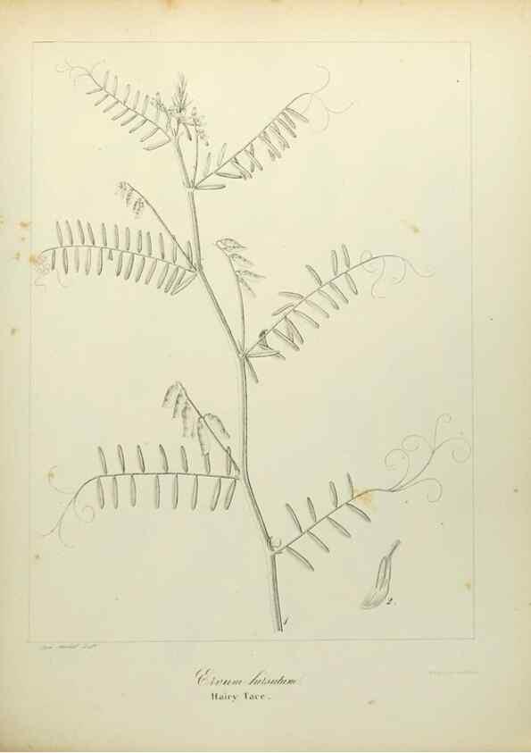 Reproducción/Reproduction 49122138443: A flora of the State of New-York, comprising full descriptions of all the indigenous and naturalized plants hitherto discovered in the state;. Albany,Carroll and Cook, Printers to the Assembly,1843.. 