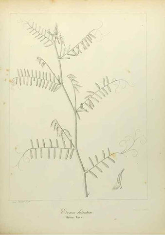Reproducción/Reproduction 49122138443: A flora of the State of New-York, comprising full descriptions of all the indigenous and naturalized plants hitherto discovered in the state;. Albany,Carroll and Cook, Printers to the Assembly,1843.. 