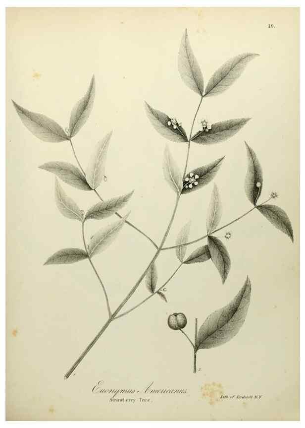 Reproducción/Reproduction 49122138103: A flora of the State of New-York, comprising full descriptions of all the indigenous and naturalized plants hitherto discovered in the state;. Albany,Carroll and Cook, Printers to the Assembly,1843.. 