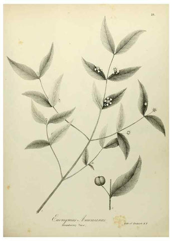 Reproducción/Reproduction 49122138103: A flora of the State of New-York, comprising full descriptions of all the indigenous and naturalized plants hitherto discovered in the state;. Albany,Carroll and Cook, Printers to the Assembly,1843.. 