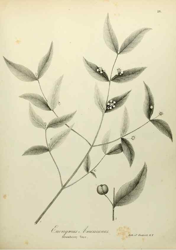 Reproducción/Reproduction 49122138103: A flora of the State of New-York, comprising full descriptions of all the indigenous and naturalized plants hitherto discovered in the state;. Albany,Carroll and Cook, Printers to the Assembly,1843.. 