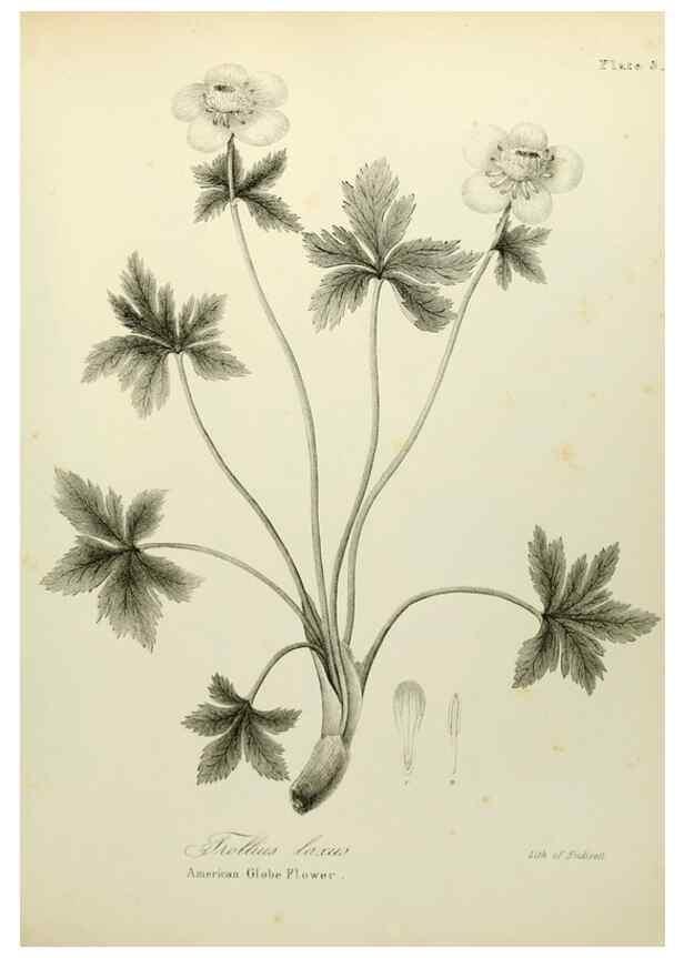 Reproducción/Reproduction 49122635466: A flora of the State of New-York, comprising full descriptions of all the indigenous and naturalized plants hitherto discovered in the state;. Albany,Carroll and Cook, Printers to the Assembly,1843.. 