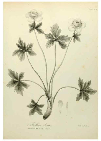Reproducción/Reproduction 49122635466: A flora of the State of New-York, comprising full descriptions of all the indigenous and naturalized plants hitherto discovered in the state;. Albany,Carroll and Cook, Printers to the Assembly,1843.. 